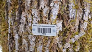 Bigleaf maple tree with maple inventory barcode